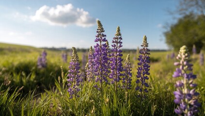 Bright sunlight illuminates purple lupines, highlighting vibrant springtime flowers