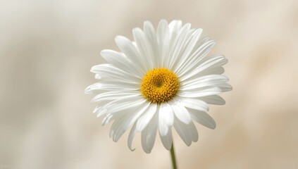 Fototapeta premium Detailed view of a white aster blossom with yellow core, suitable for botanical pattern backgrounds
