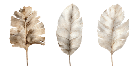 Three watercolor-style leaves against a transparent backdrop, featuring delicate detail and neutral tones