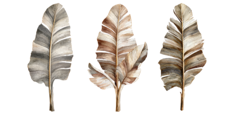 Three watercolor-style feathers, in muted earth tones, appear isolated on a stark black background