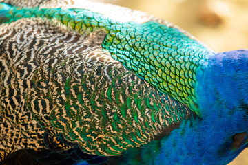 Close-up of vibrant peacock feathers showcasing colors