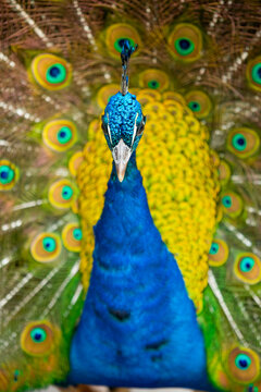 Vibrant peacock displaying colorful feather fan