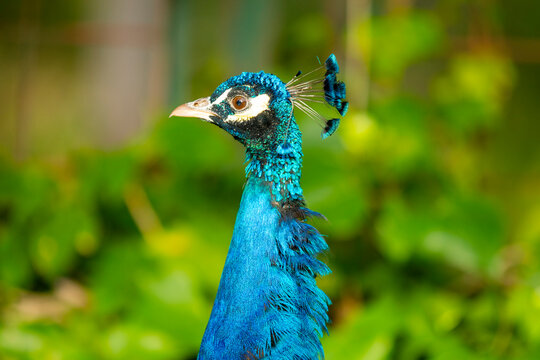 Vibrant peacock close-up with lush green background