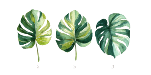 Three watercolor painted variegated leaves on a black background, with numbers labeled below them