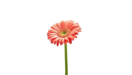 Close-up of a blooming salmon gerber daisy flower on a plain white backdrop, ideal for botanical layouts