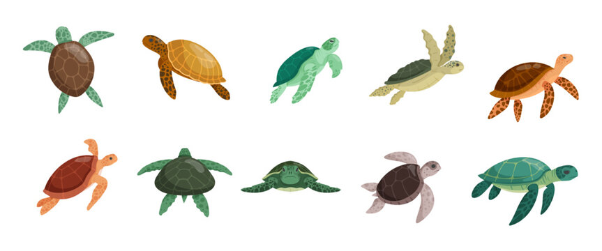 Swim green turtle. Swimming tortoise reptile sea animal in shell, cartoon big turtles leatherback loggerhead galapagos species underwater wild life, kicky vector illustration