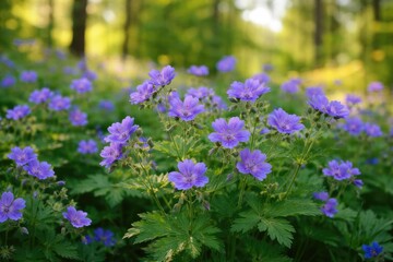 Obraz premium Natural setting with geranium sylvaticum displaying vivid spring blossoms