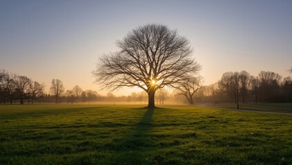 Fototapeta premium Peaceful nature landscape featuring a majestic tree at sunrise, long shadows natural preservation, Earth Day