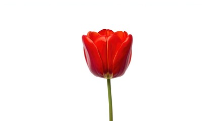 Close-up of vibrant red tulip flower on a white background, ideal for floral illustrations