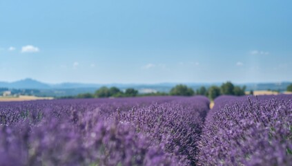 Colorful lavender plantation with a meandering trail in Provence, suited for scenic layout backgrounds