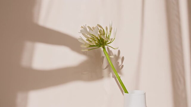 Fower stand in a vase by the window. Wind blows through the open window in the room. Waving white tulle near the window. Product presentation, mockup for advertising. High quality 4k footage