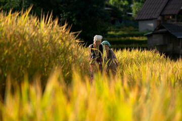 Two Asian rural women walking through golden rice fields