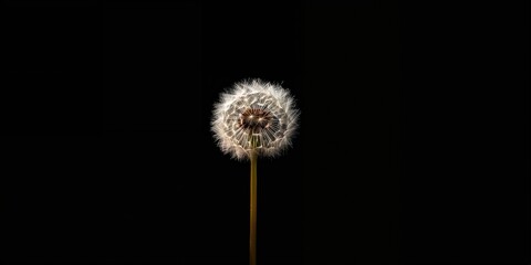 Obraz premium Close-up of a dandelion seed head with fine details against a dark backdrop, ideal for editorial header background, Earth Day