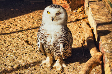 barn owl portrait