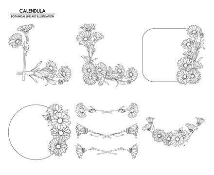 Collection of decorative elements with calendula flowers, hand drawn botanical line drawing, vector floral line art illustration