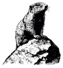 Obraz premium Hand drawn line art illustration of a marmot depicting it perched on a rock observing its surroundings for nature and wildlife projects