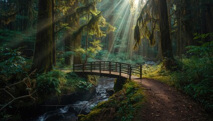 Bridge over a forest path in the Pacific Northwest, focusing on trail maintenance, Earth Day