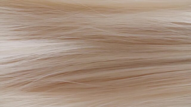 Super slow motion of beautiful smooth healthy long flowing blonde hair. Close up composition. Hair for a shampoo commercial. High quality FullHD footage