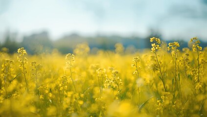 Obraz premium Bright yellow rapeseed blossoms in a lush garden, suitable for floral design backgrounds, Earth Day
