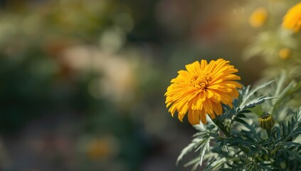 Yellow marigold flowers in bloom arranged as decorative landscaping, highlighting ornamental gardening