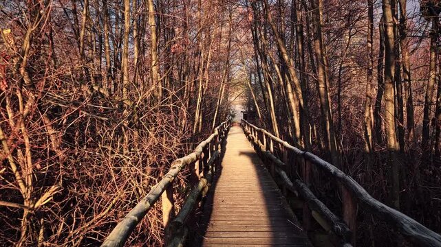 Wooden walkway through a winter forest at sunrise, surrounded by bare trees and warm early morning light, peaceful nature path.