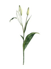 Obraz premium Handpainted Watercolor White Easter Lily Flowers. Botanical illustration. Isolated on a white background