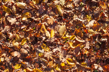 Bunt verf&auml;rbtes Herbstlaub, auf dem Boden liegend, Deutschland
