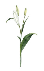 Fototapeta premium Handpainted Watercolor White Easter Lily Flowers. Botanical illustration. Isolated on a transparent background