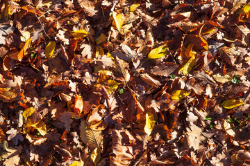 Bunt verf&auml;rbtes Herbstlaub, auf dem Boden liegend, Deutschland