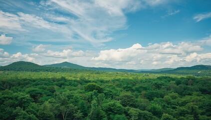 Fototapeta premium Natural woodland scene with dense foliage and sky view, highlighting erosion risk