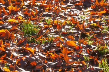 Bunt verf&auml;rbtes Herbstlaub, auf dem Boden liegend, Deutschland