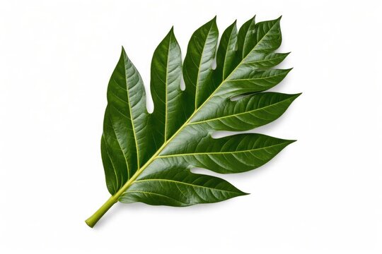 Close up isolated breadfruit leaf on white background featuring clipping path