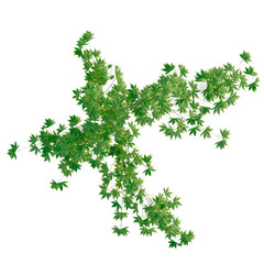 Acer palmatum tree plan, top view, cutout, transparent background, isolate, Vibrant Green Vine Climbing on Textured Wall, Detailed PNG Image for Design