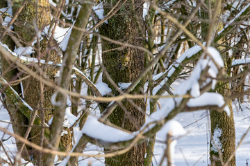 Wintergoldhänchen suchbild © Isnurnfoto.