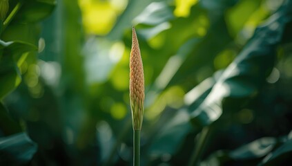 Banana flower with elongated shape, highlighting plant growth stages, ideal for horticultural visuals or educational use