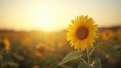 Bright sunflower with expansive petals and contrasting dark core, serving as a colorful UI backdrop, Earth Day