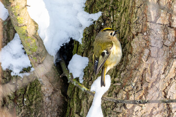 Wintergoldhänchen © Isnurnfoto.