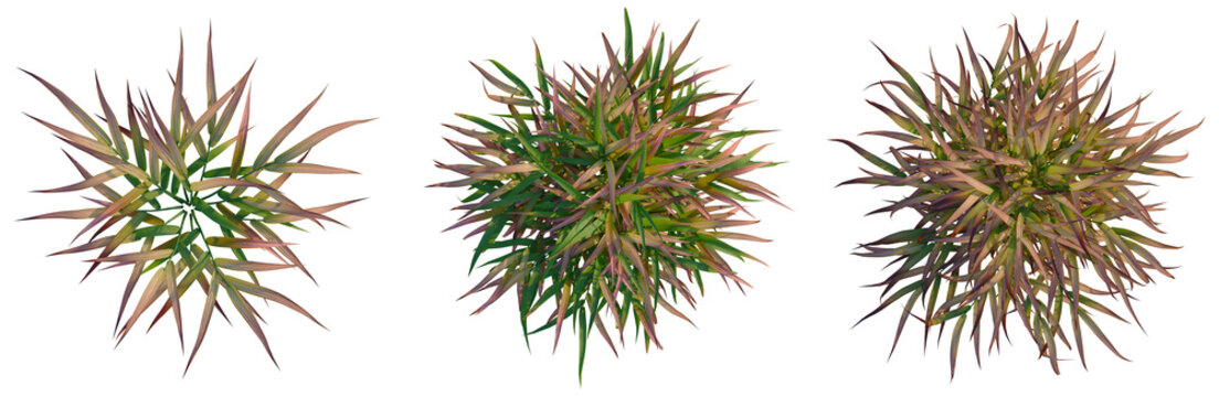 Hakonechloa macra Beni Kaze tree plan, top view, cutout, transparent background, isolate, Detailed Macro Photograph of Purple and Beige Tropical Leaves with Delicate Veins and Patterns