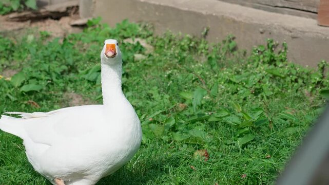 Goose turns the other way, bends forward and moves while hissing. Bird behavior.