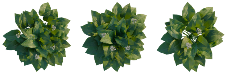 Hosta plantaginea tree plan, top view, cutout, transparent background, isolate, Green lily flowers on a branch, botanical illustration for nature and spring themes.