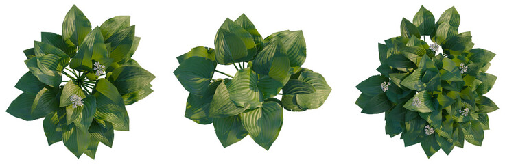 Hosta plantaginea tree plan, top view, cutout, transparent background, isolate, Elegant Monstera Deliciosa Leaf Pattern, Lush Green Tropical Plant Texture for Design and Backgrounds © Peter Hai