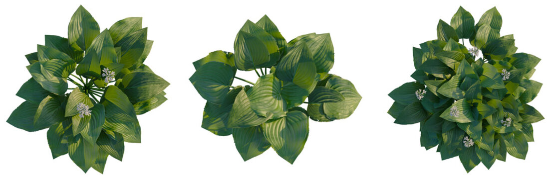 Hosta plantaginea tree plan, top view, cutout, transparent background, isolate, Elegant Monstera Deliciosa Leaf Pattern, Lush Green Tropical Plant Texture for Design and Backgrounds