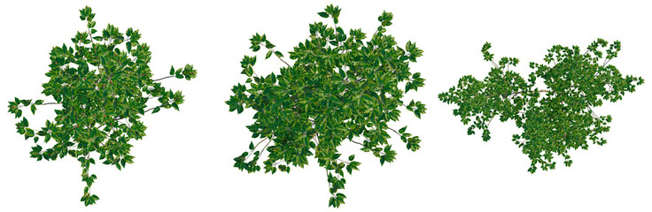 Ilex pedunculosa tree plan, top view, cutout, transparent background, isolate, Delicate green leaves and vines, botanical illustration, nature background, floral design, organic texture © Peter Hai