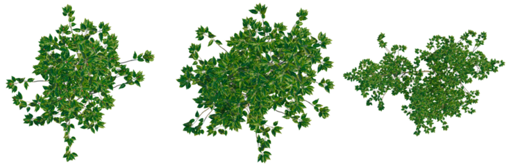 Ilex pedunculosa tree plan, top view, cutout, transparent background, isolate, Delicate green leaves and vines, botanical illustration, nature background, floral design, organic texture