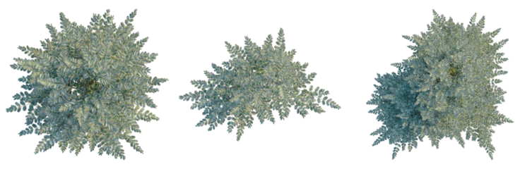 Ligustrum sinense Variegatum tree plan, top view, cutout, transparent background, isolate, Detailed Green Fern Leaves Close-Up, Botanical Illustration for Design and Natural Elements