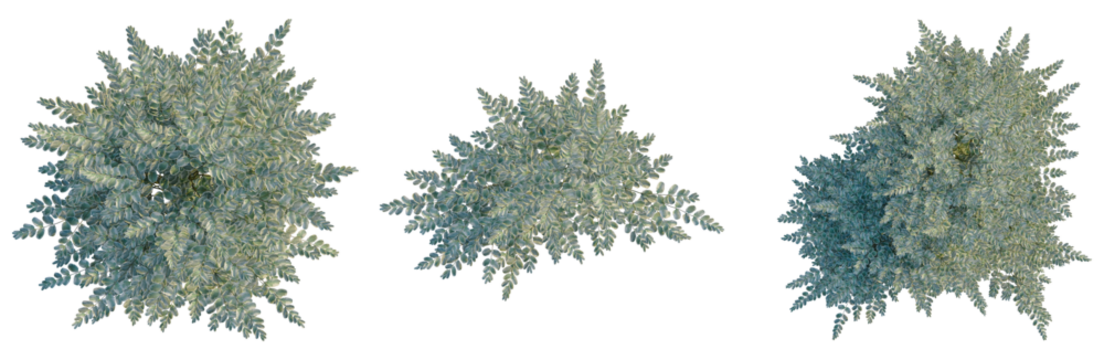 Ligustrum sinense Variegatum tree plan, top view, cutout, transparent background, isolate, Detailed Green Fern Leaves Close-Up, Botanical Illustration for Design and Natural Elements - Powered by Adobe