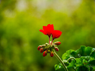 A beautiful bright red geranium flower (Pelargonium zonale or peltatum) makes a lovely backdrop. Taken in Tremosine.