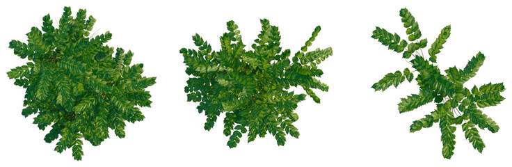 Mahonia japonica tree plan, top view, cutout, transparent background, isolate, Detailed close-up of...