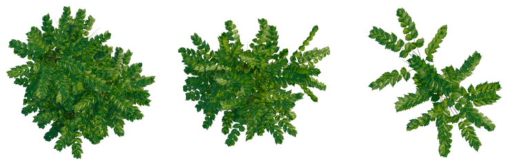 Mahonia japonica tree plan, top view, cutout, transparent background, isolate, Detailed close-up of lush green foliage texture, natural botanical background, spring leaves