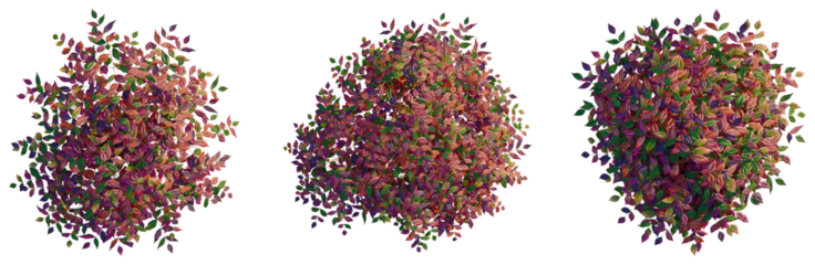 Nandina domestica Otafukunanten tree plan, top view, cutout, transparent background, isolate, Vibrant Autumn Leaves with Rich Colors - Perfect for Fall and Seasonal Design Elements